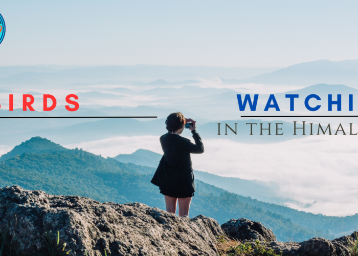Birds Watching in the Himalayas