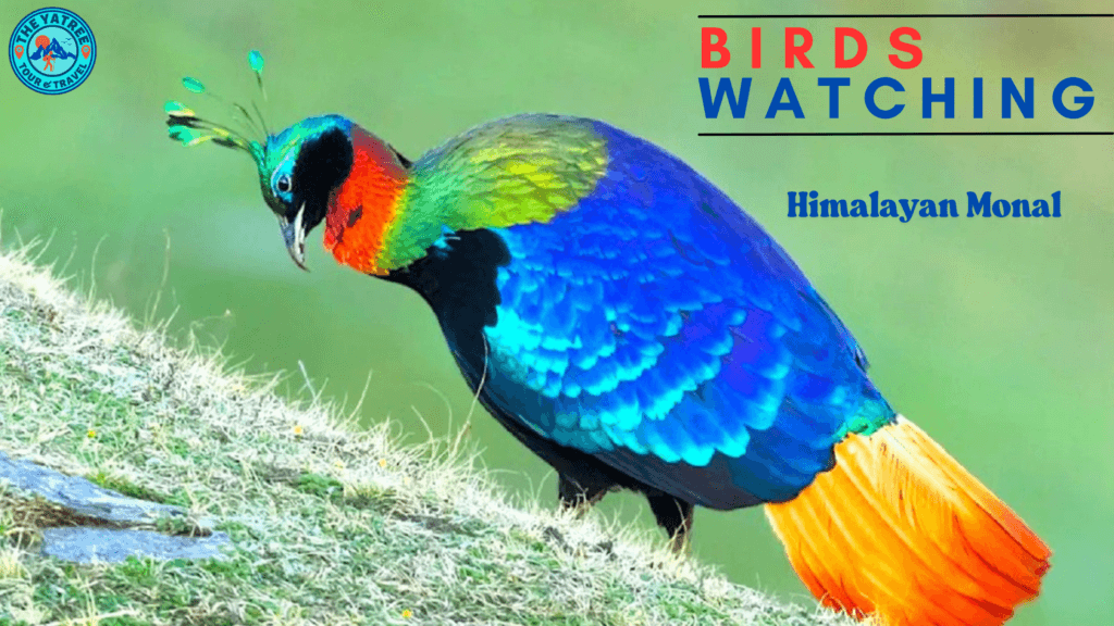  Himalayan Monal