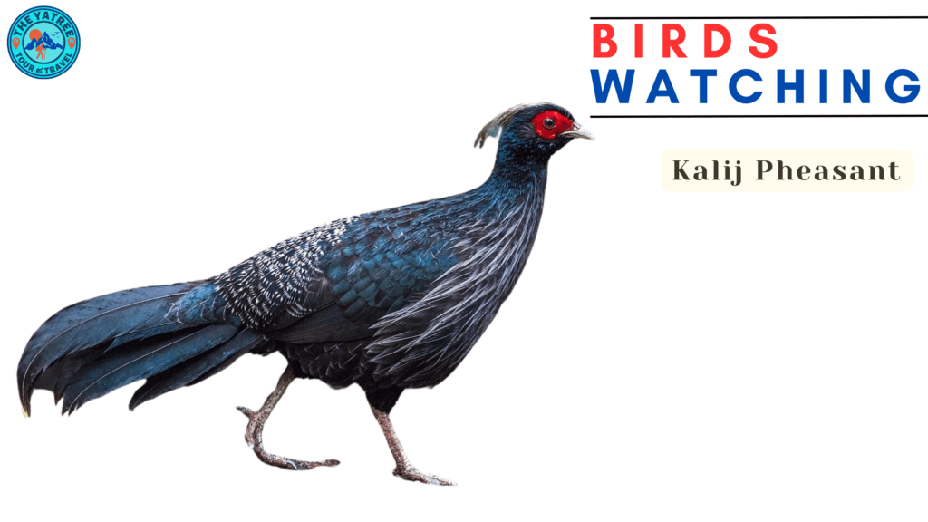 Kalij Pheasant