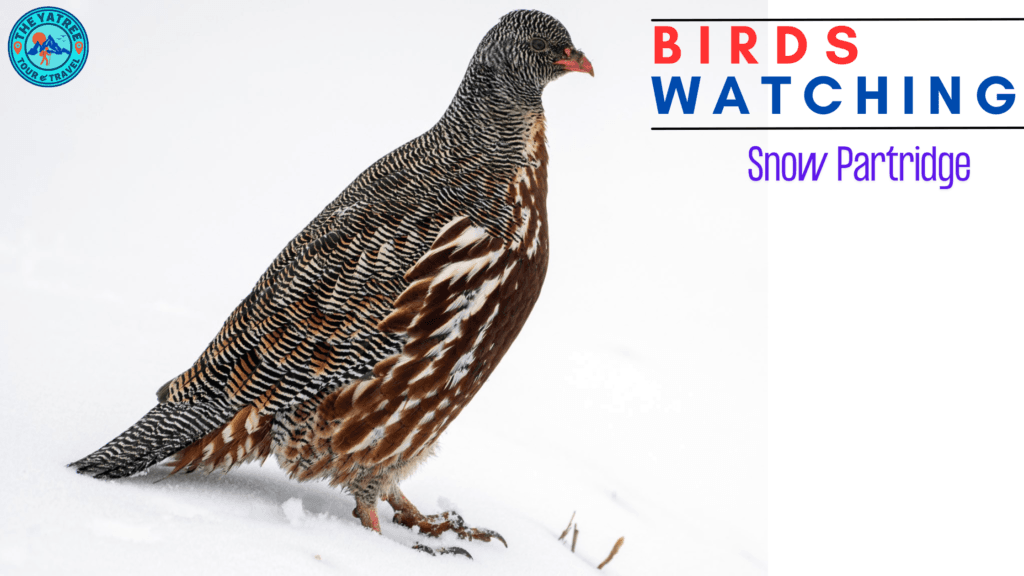 Snow Partridge