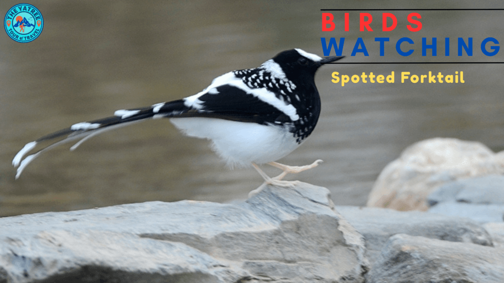 Spotted Forktail (Enicurus maculatus)